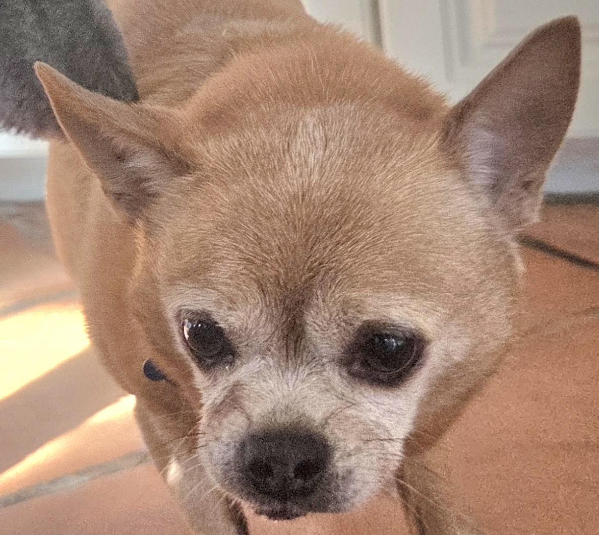 TACO, adoptable, Adult Male Chihuahua & Pug.