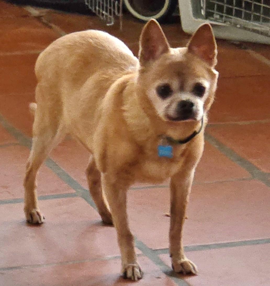 Enlarge TACO, an adoptable mixed breed in Tucson, AZ image 2/2