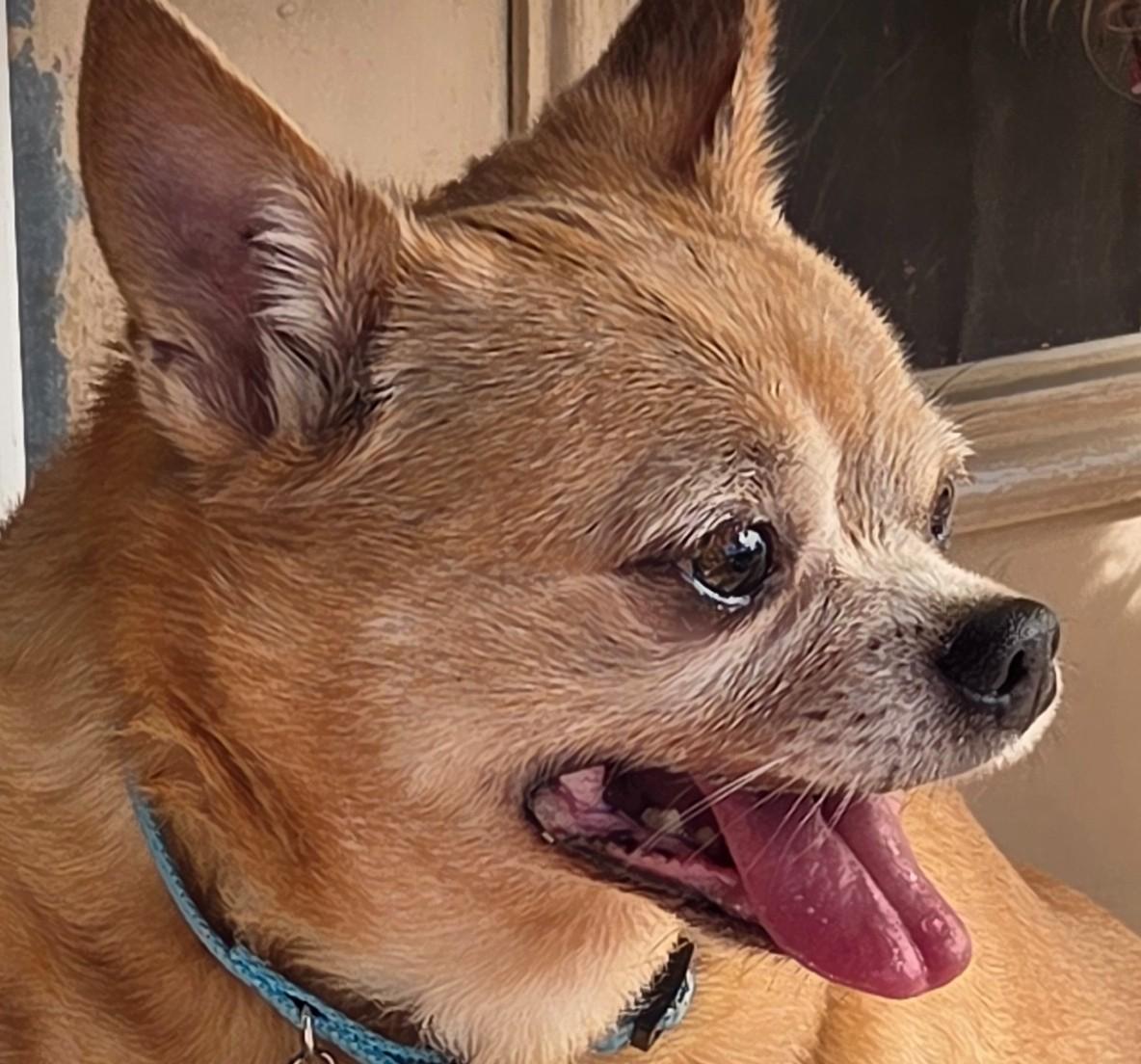 TACO, Adoptable, Adult Male Chihuahua.