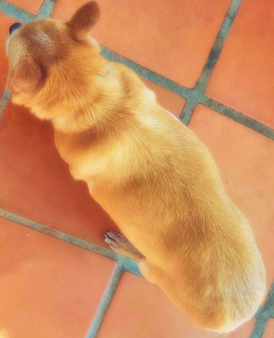 Enlarge TACO, a Adoptable mixed breed in Tucson, AZ image 3/3