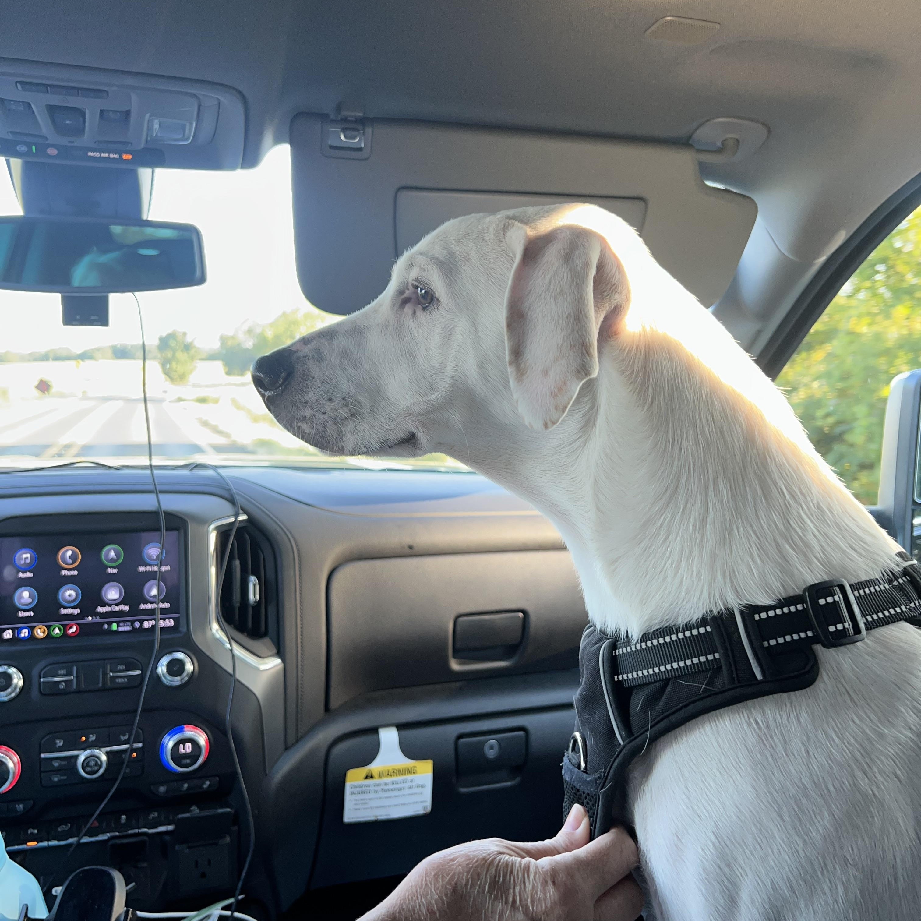 Wyatt, Adoptable, Young Male Labrador Retriever & Pointer.