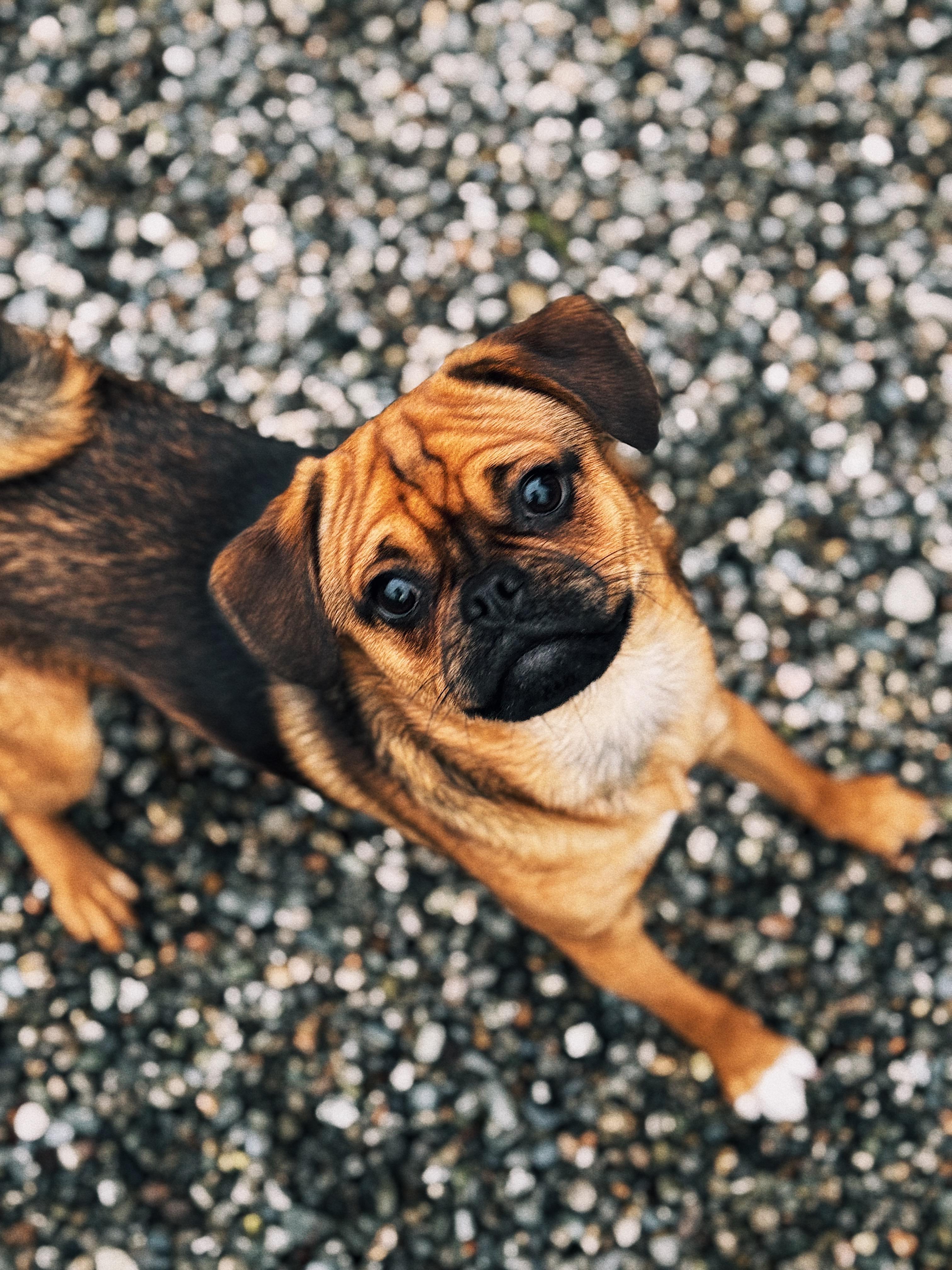 Drew, Adopted, Puppy Male Pug & Jack Russell Terrier.