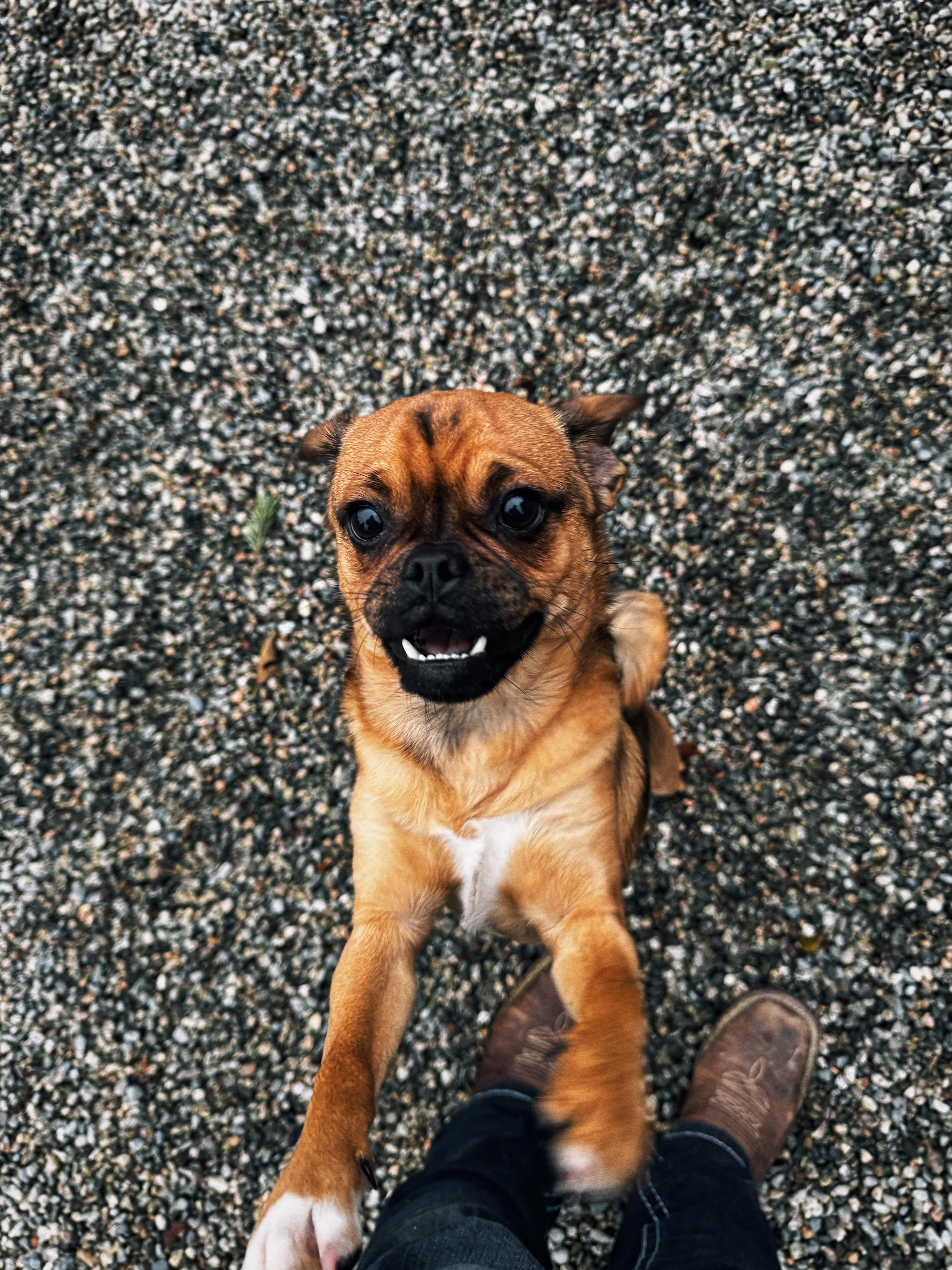 Drew, a Adopted mixed breed in Roberts Creek, BC image 2/2