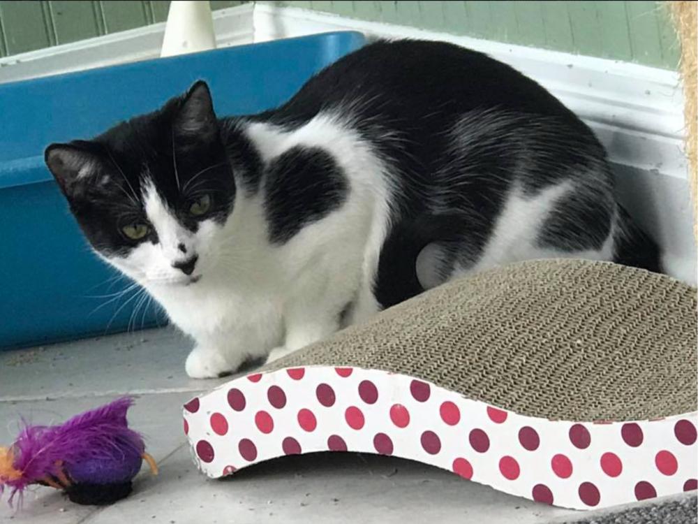 Holly, a Adopted Domestic Short Hair in Oradell, NJ image 1/6