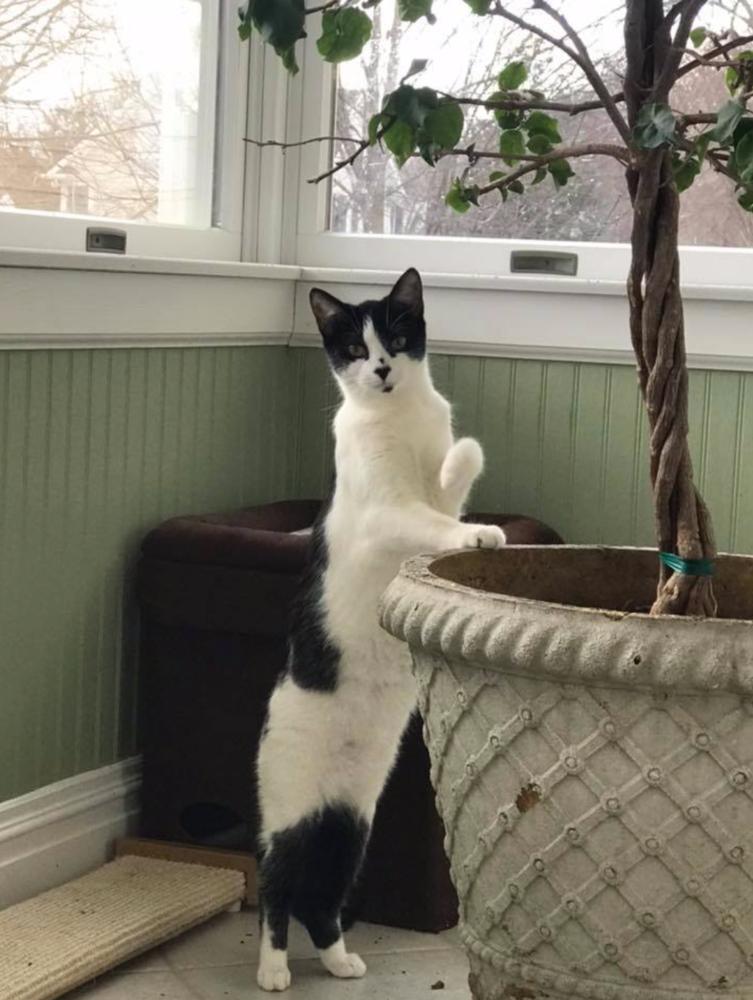 Holly, a Adopted Domestic Short Hair in Oradell, NJ image 2/6