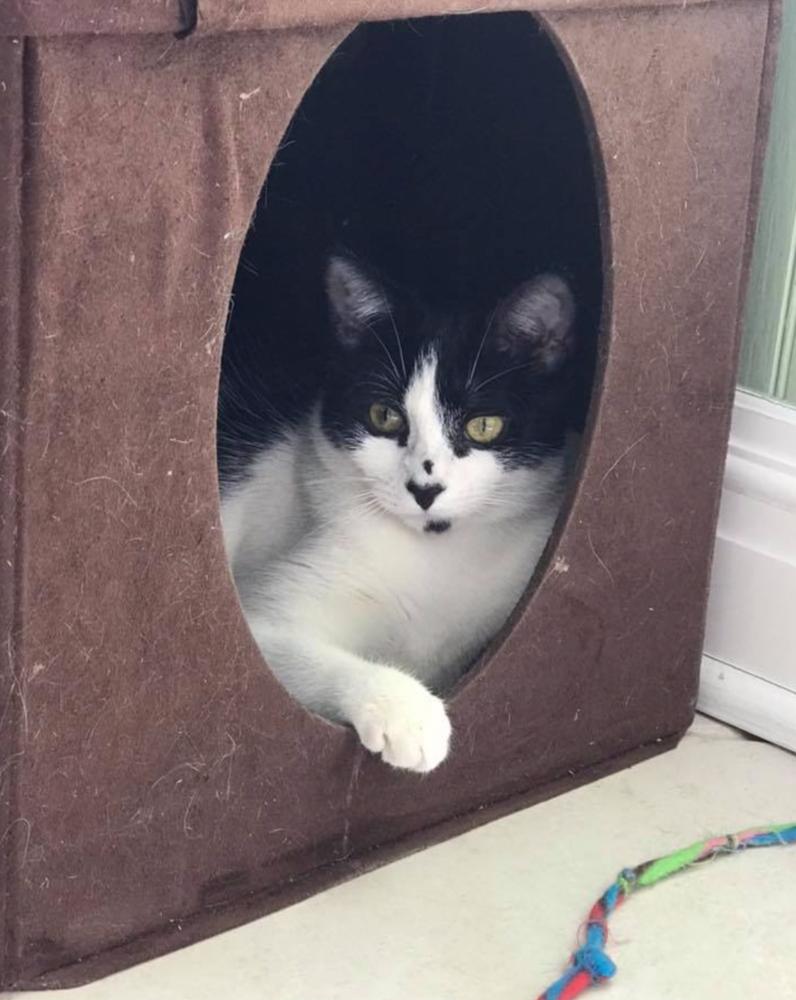 Holly, a Adopted Domestic Short Hair in Oradell, NJ image 3/6