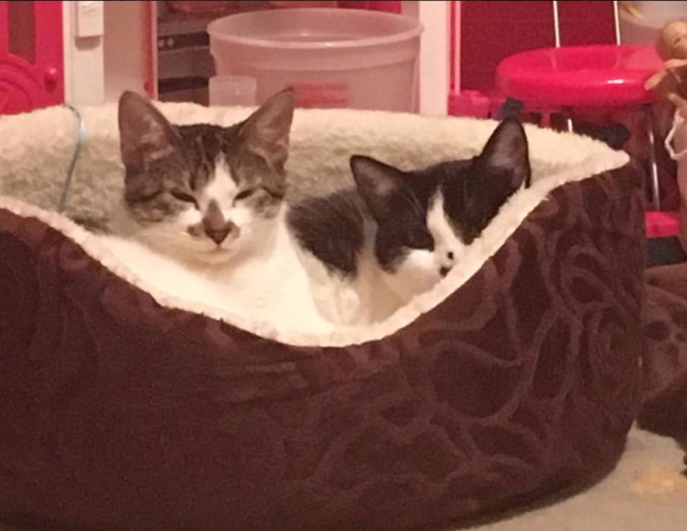 Holly, a Adopted Domestic Short Hair in Oradell, NJ image 4/6