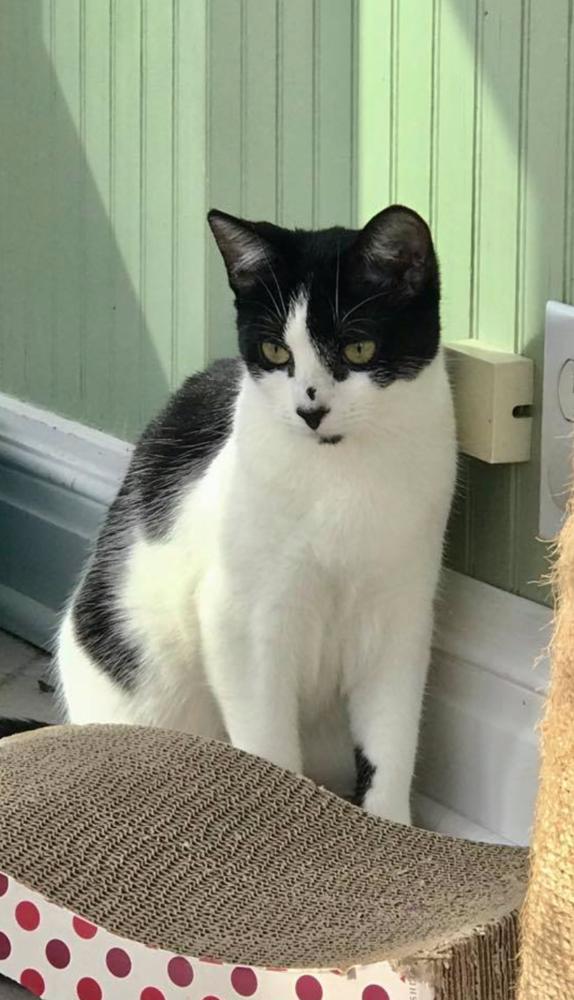 Holly, a Adopted Domestic Short Hair in Oradell, NJ image 5/6