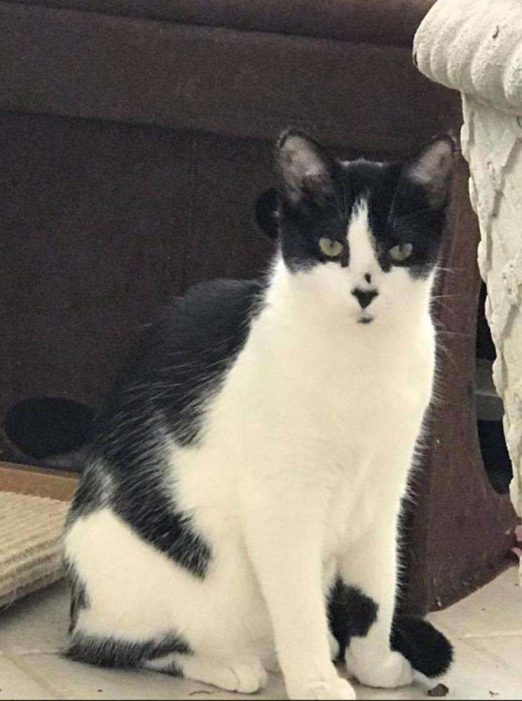 Holly, a Adopted Domestic Short Hair in Oradell, NJ image 6/6