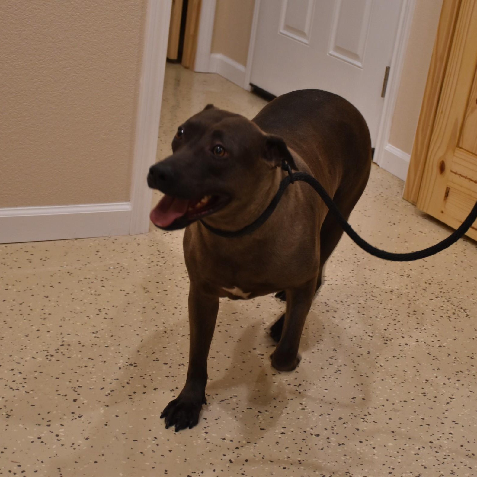 Sylvie, a Adoptable mixed breed in Belchertown, MA image 4/6