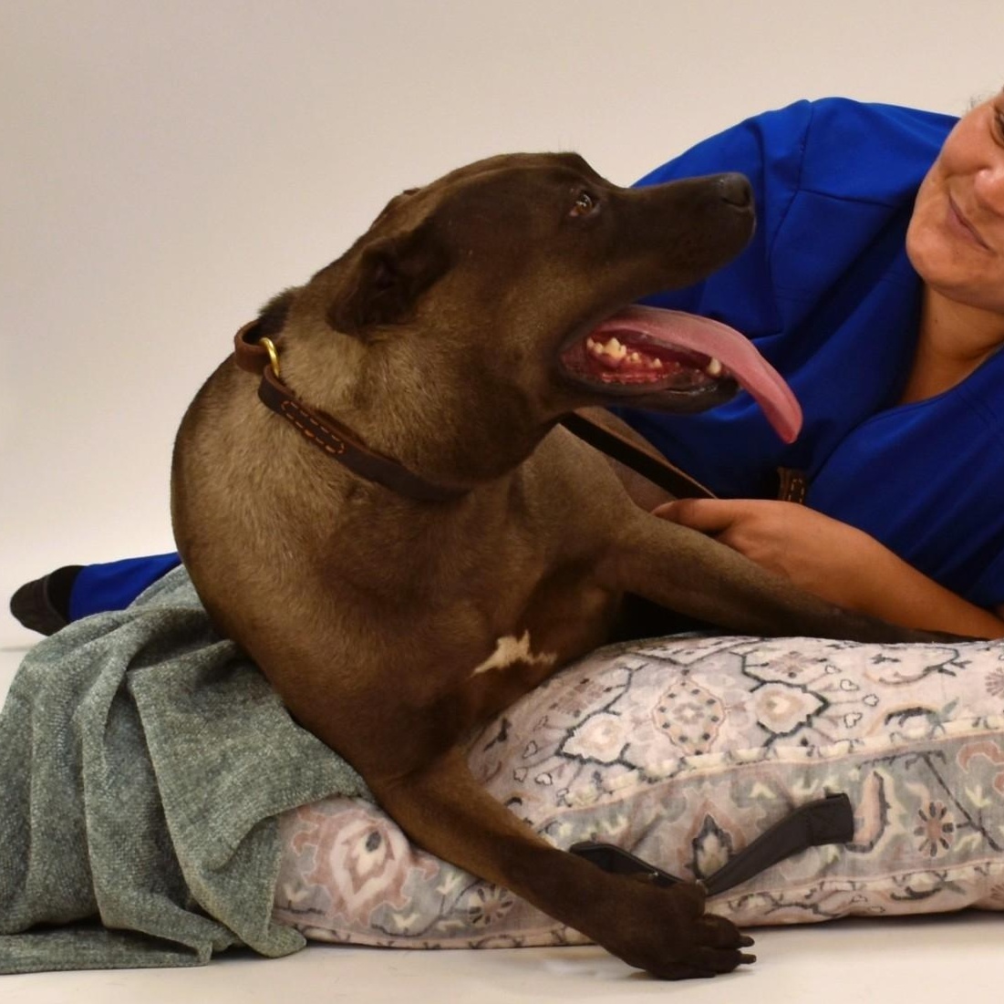 Sylvie, a Adoptable mixed breed in Belchertown, MA image 1/6