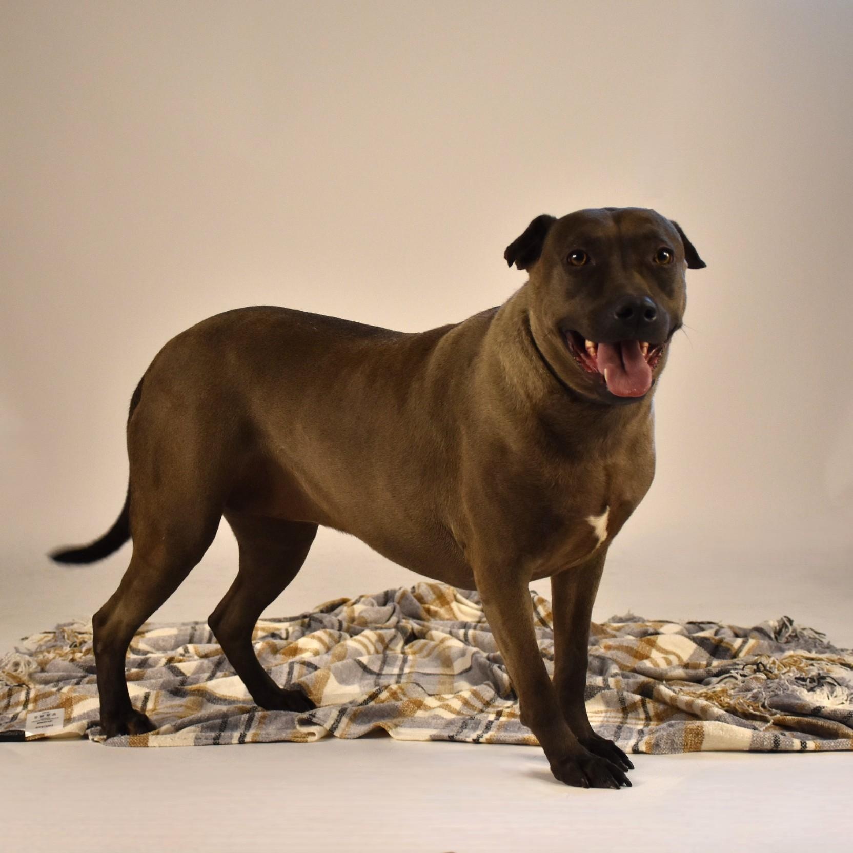 Sylvie, a Adoptable mixed breed in Belchertown, MA image 5/6