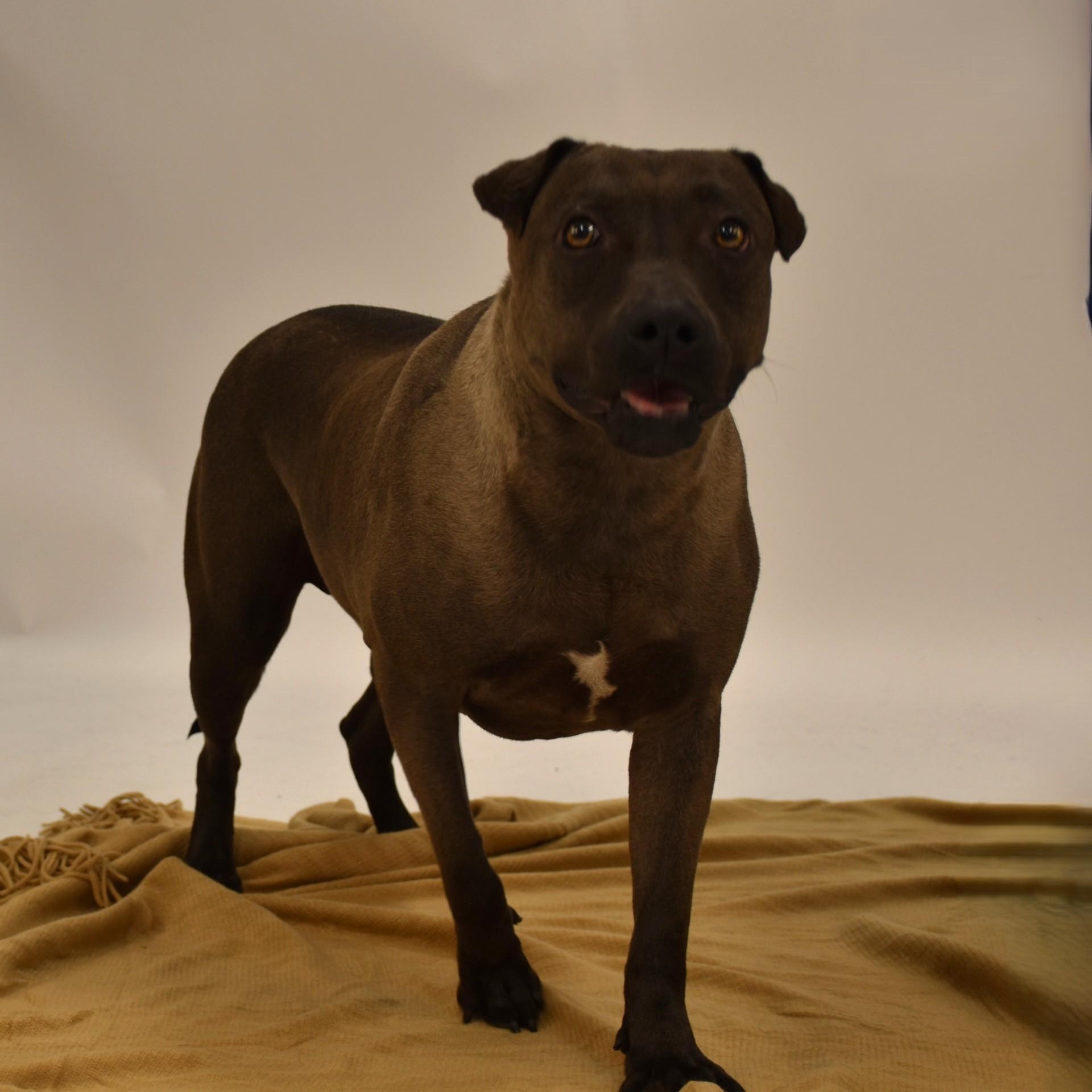 Sylvie, a Adoptable mixed breed in Belchertown, MA image 2/6