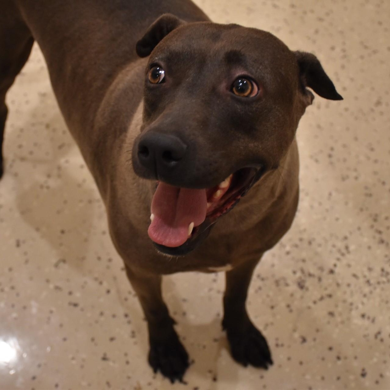 Sylvie, a Adoptable mixed breed in Belchertown, MA image 6/6