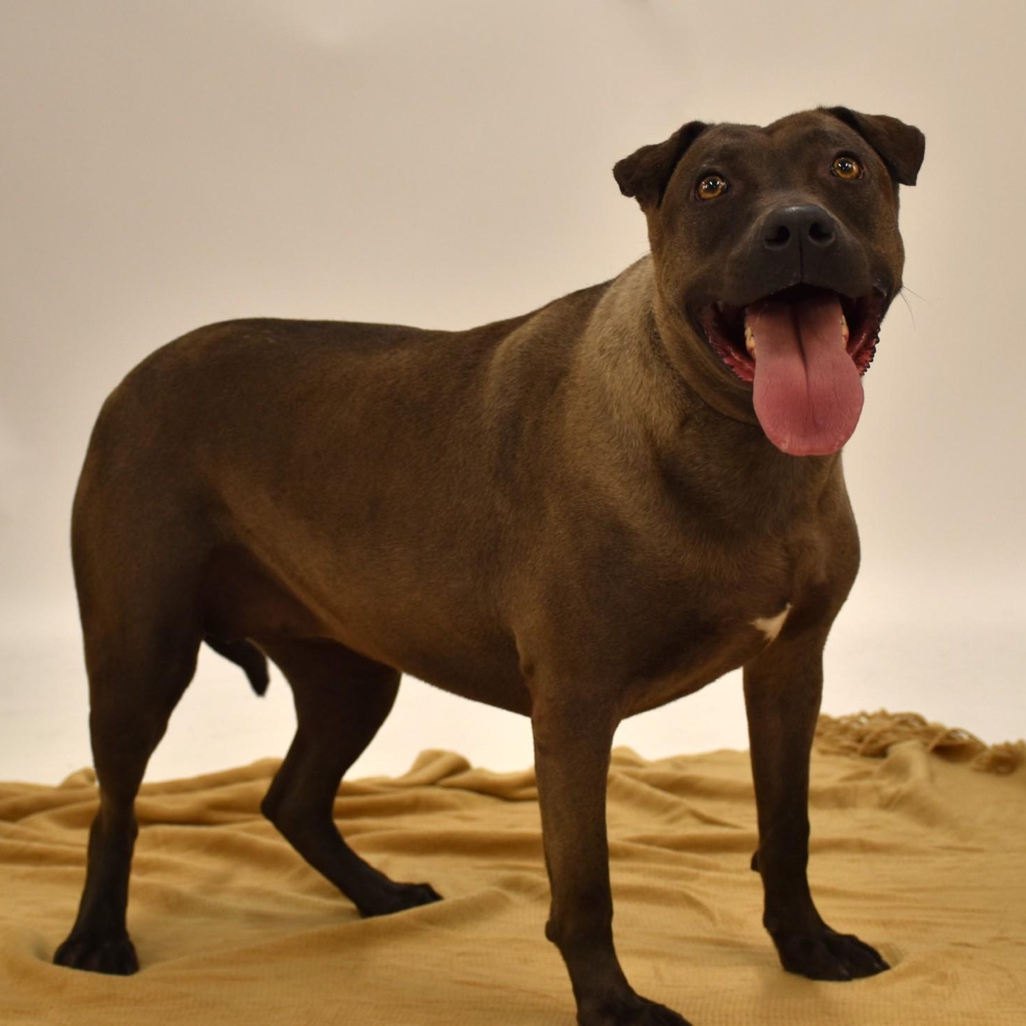 Sylvie, a Adoptable mixed breed in Belchertown, MA image 3/6