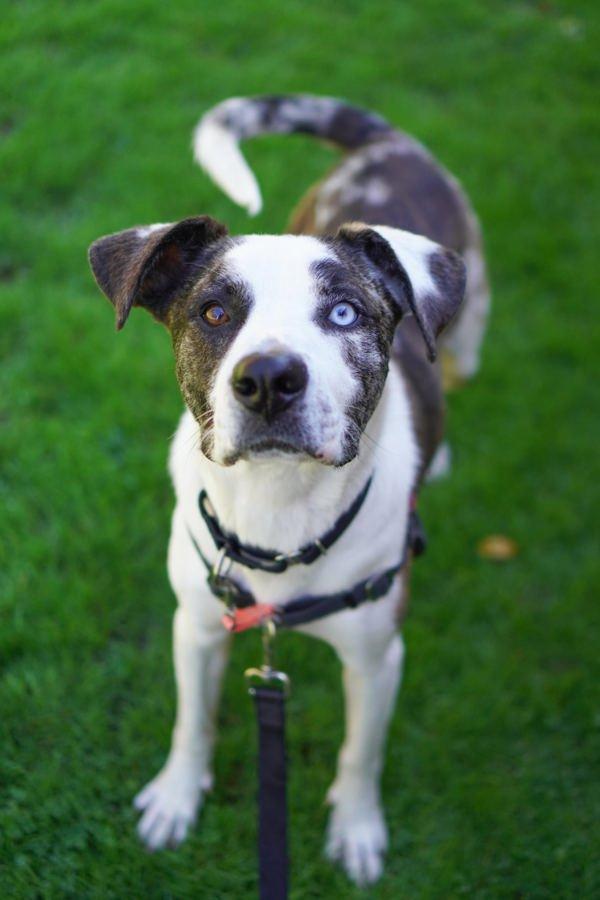 Enlarge Dasher, a Adoptable mixed breed in Vancouver, WA image 1/1