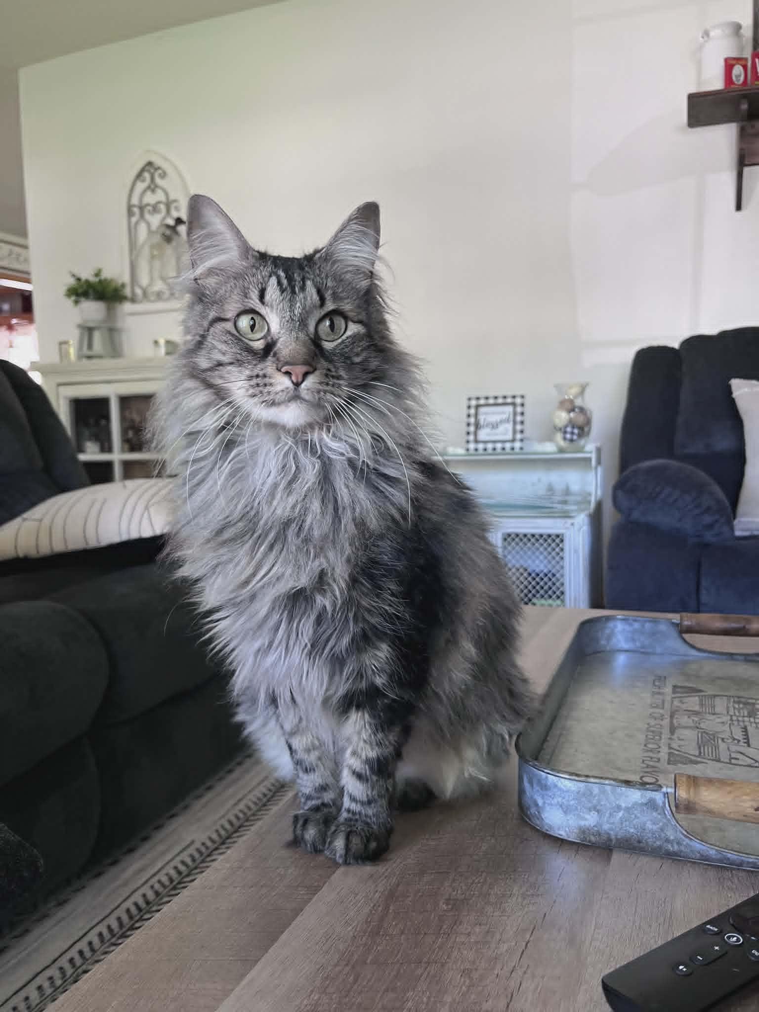 Holly Jolly, ADOPTABLE, Adult Female Domestic Long Hair.