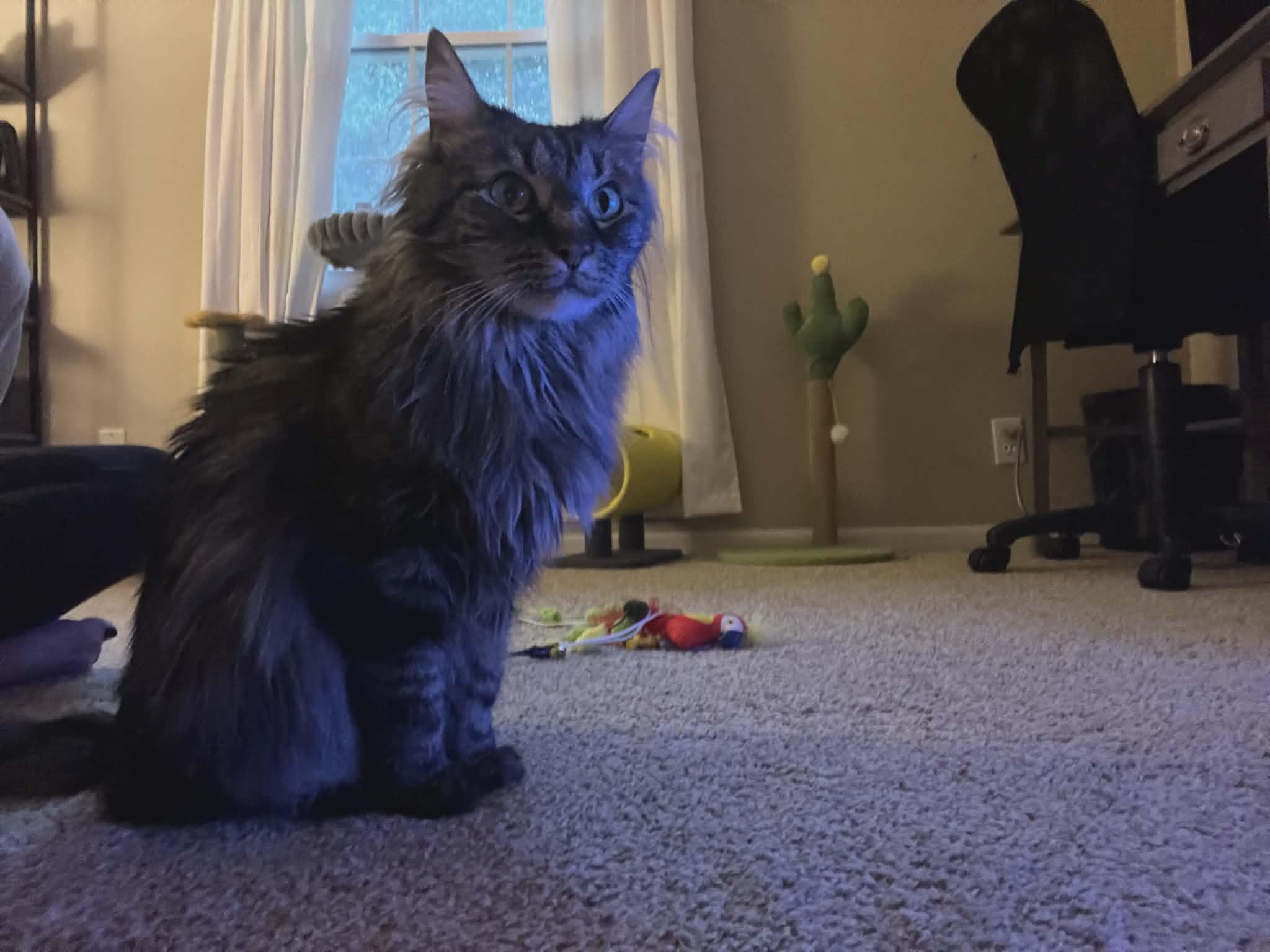 Holly Jolly, a ADOPTABLE Domestic Long Hair in Overland Park, KS image 4/4