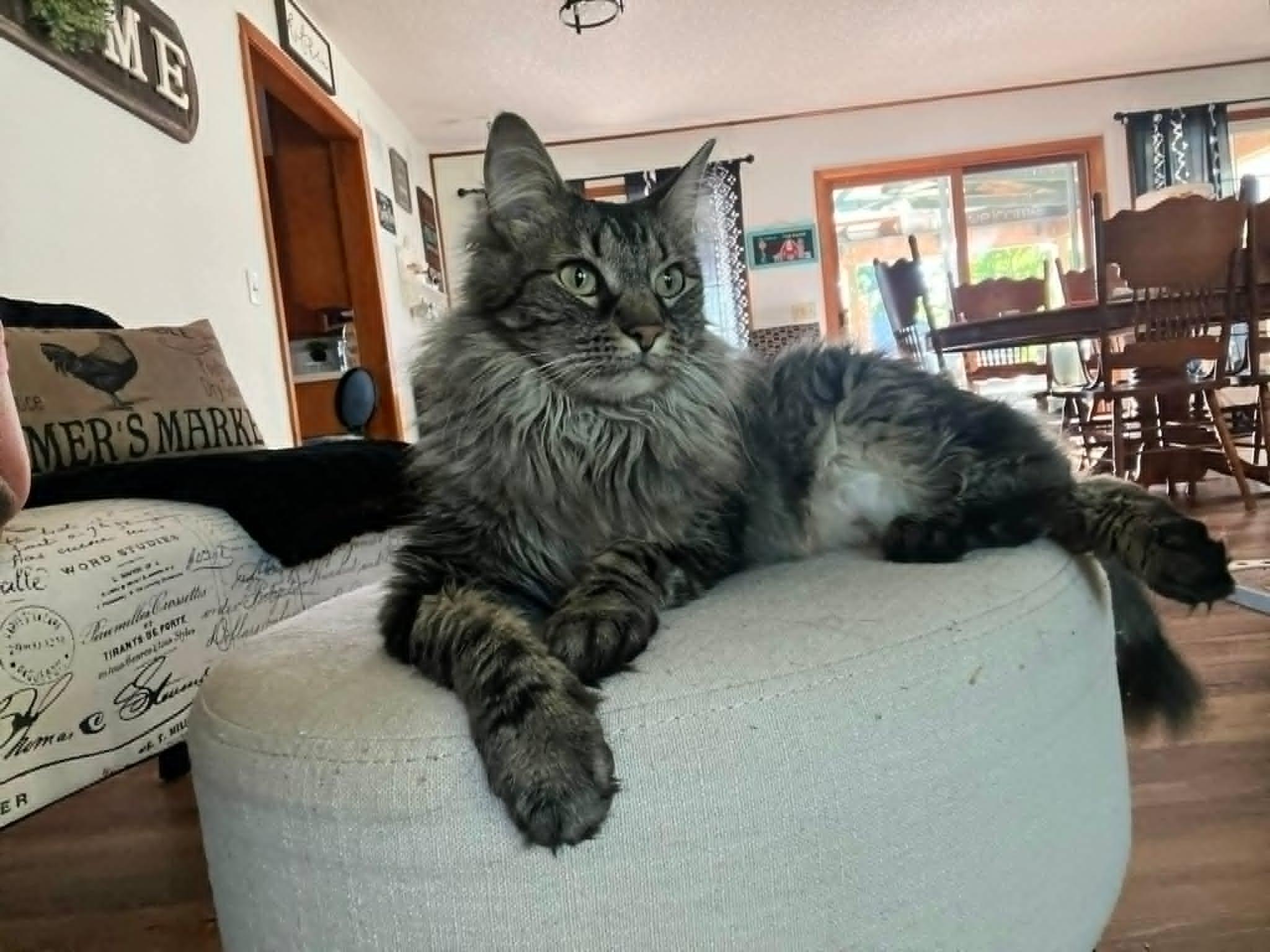 Enlarge Holly Jolly, a ADOPTABLE Domestic Long Hair in Overland Park, KS image 3/5
