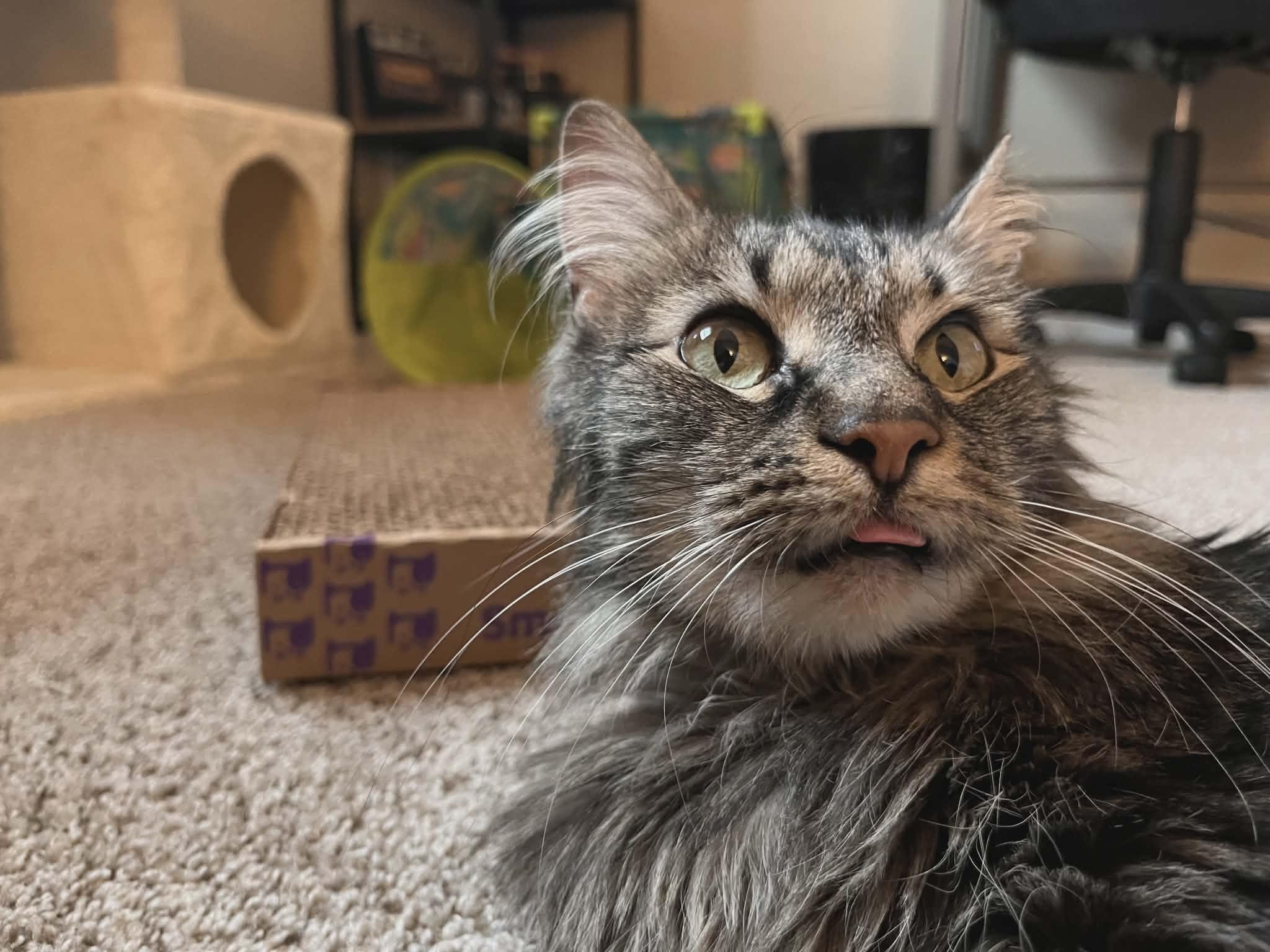 Holly Jolly, ADOPTABLE, Adult Female Domestic Long Hair.