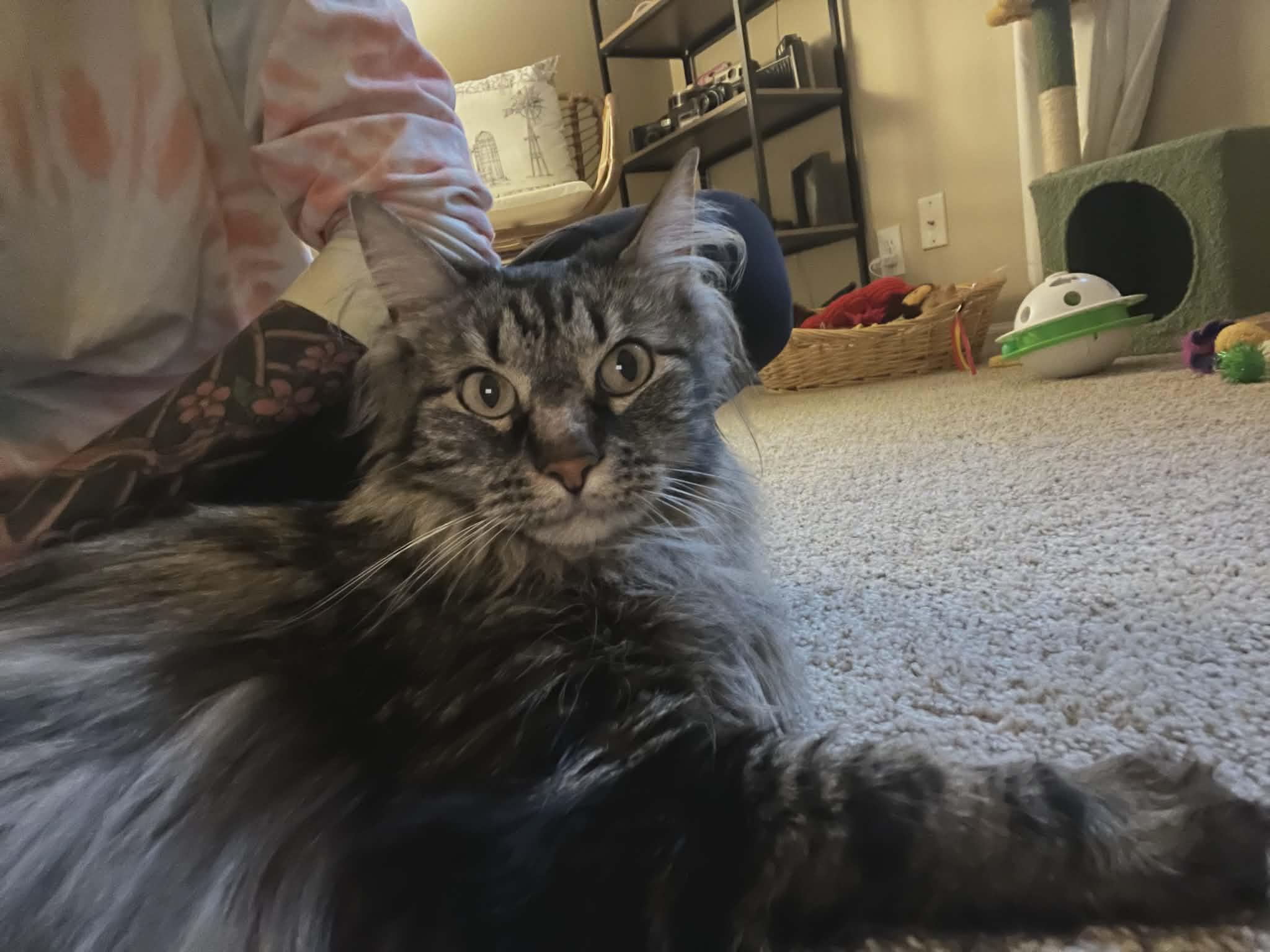 Holly Jolly, ADOPTABLE, Adult Female Domestic Long Hair.