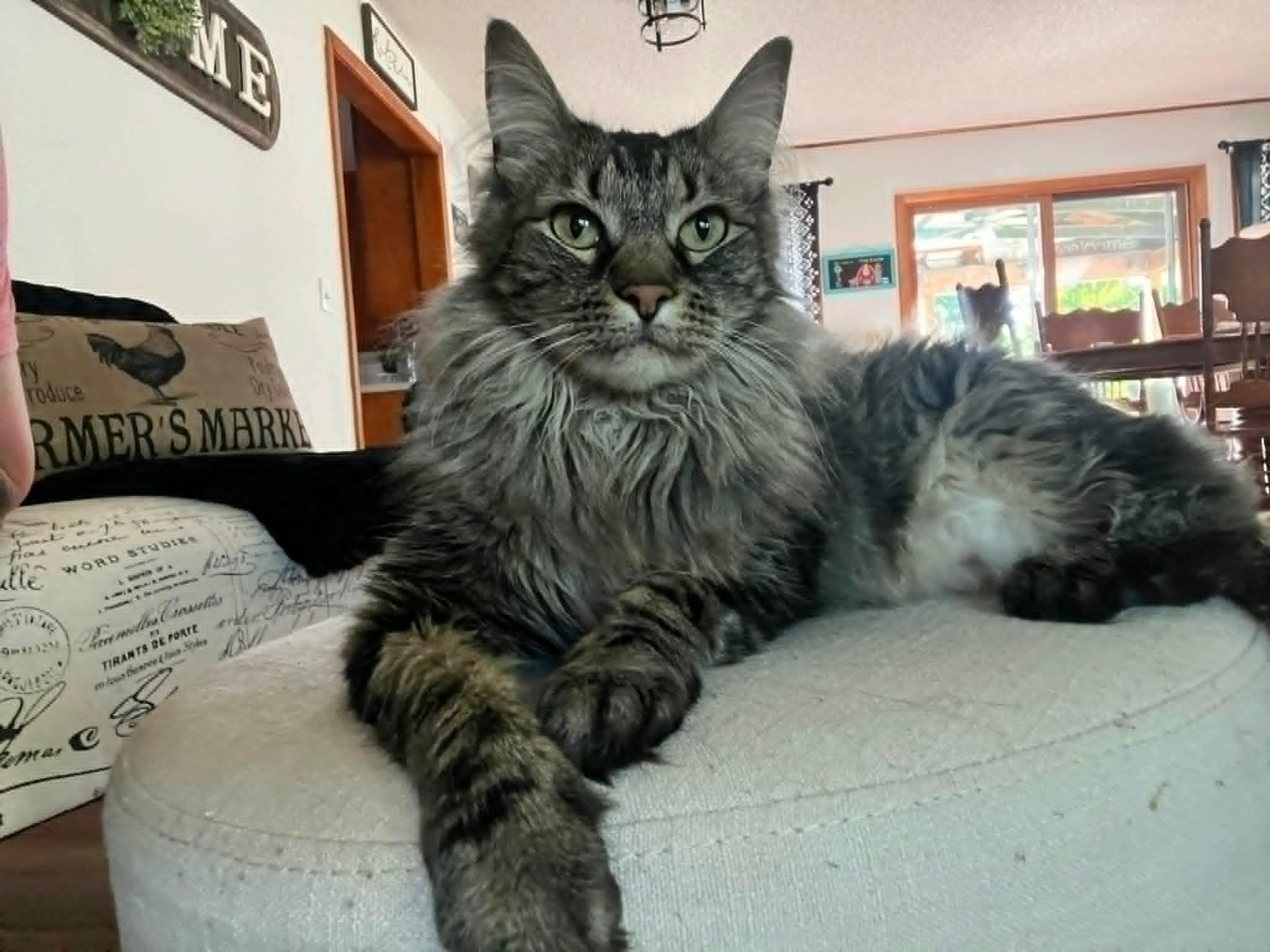 Enlarge Holly Jolly, a ADOPTABLE Domestic Long Hair in Overland Park, KS image 2/5