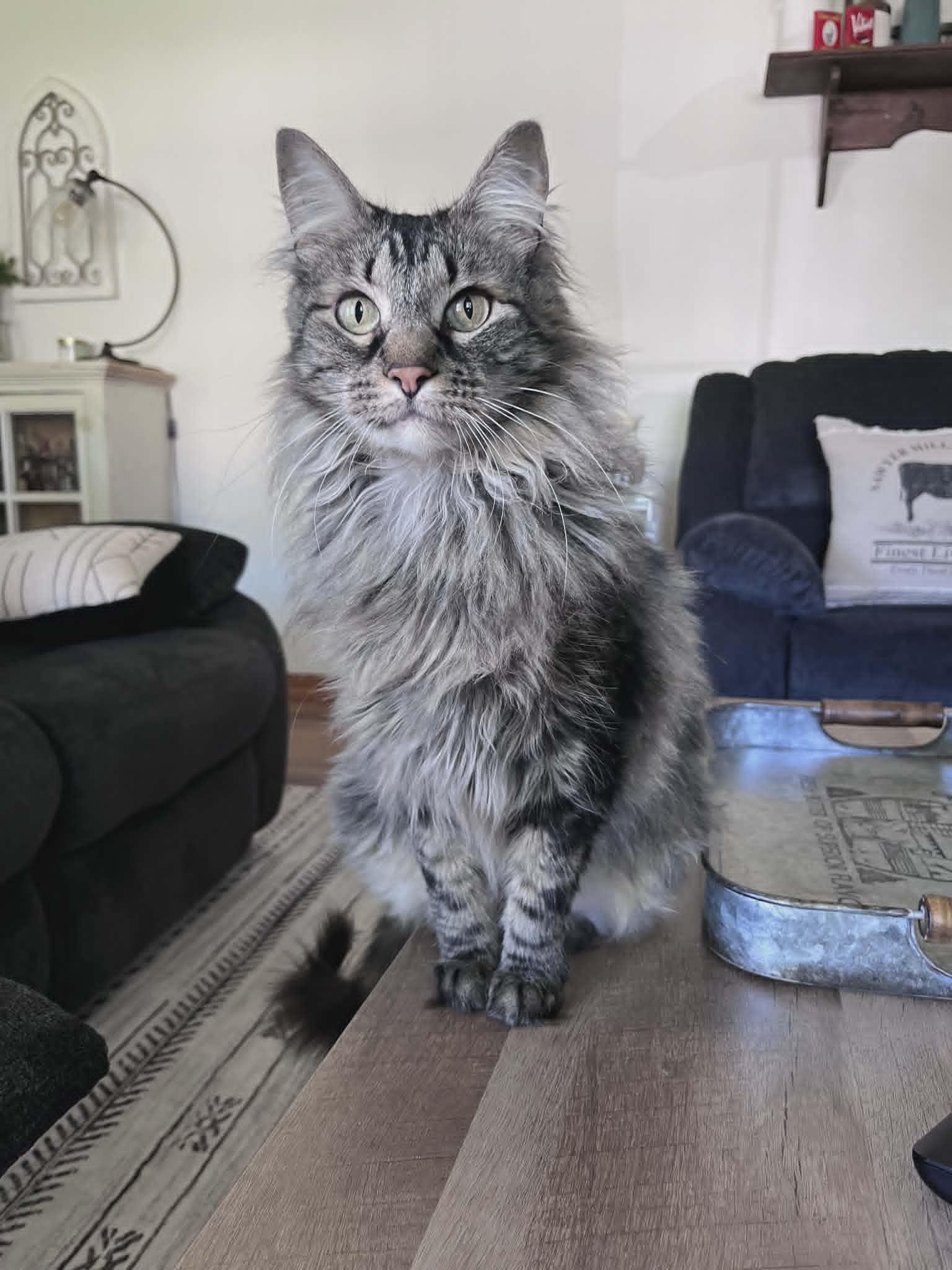 Enlarge Holly Jolly, a ADOPTABLE Domestic Long Hair in Overland Park, KS image 5/5