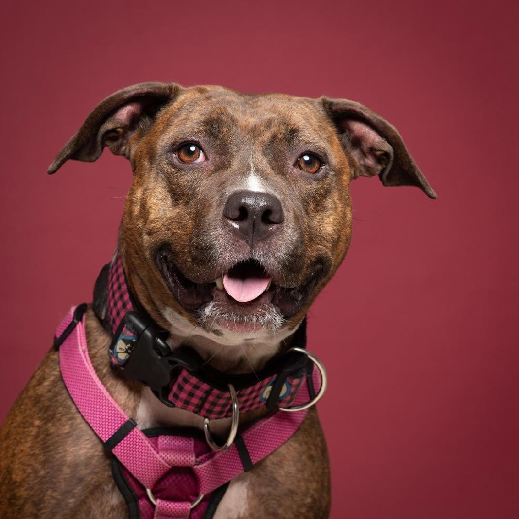 Enlarge Athena, a Adoptable mixed breed in West Jefferson, OH image 1/5