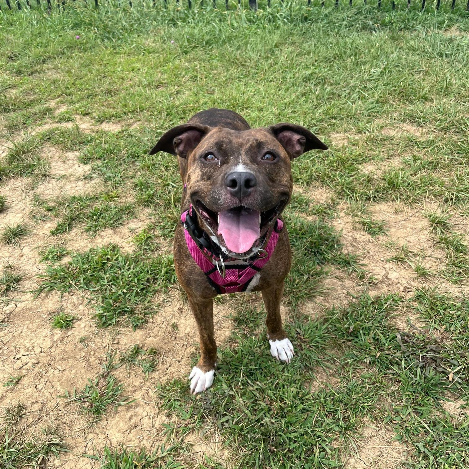Athena, Adoptable, Adult Female Terrier.