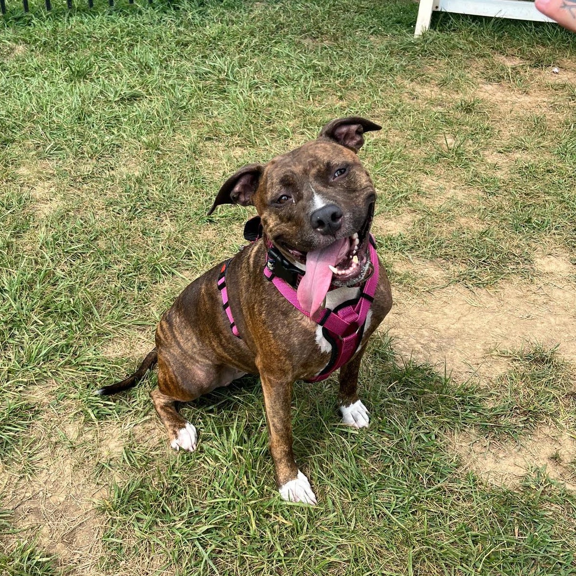 Athena, Adoptable, Adult Female Terrier.