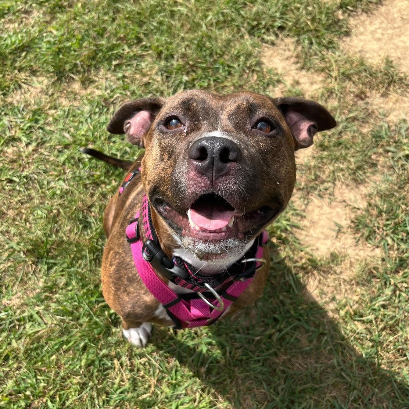 Enlarge Athena, a Adoptable mixed breed in West Jefferson, OH image 3/5