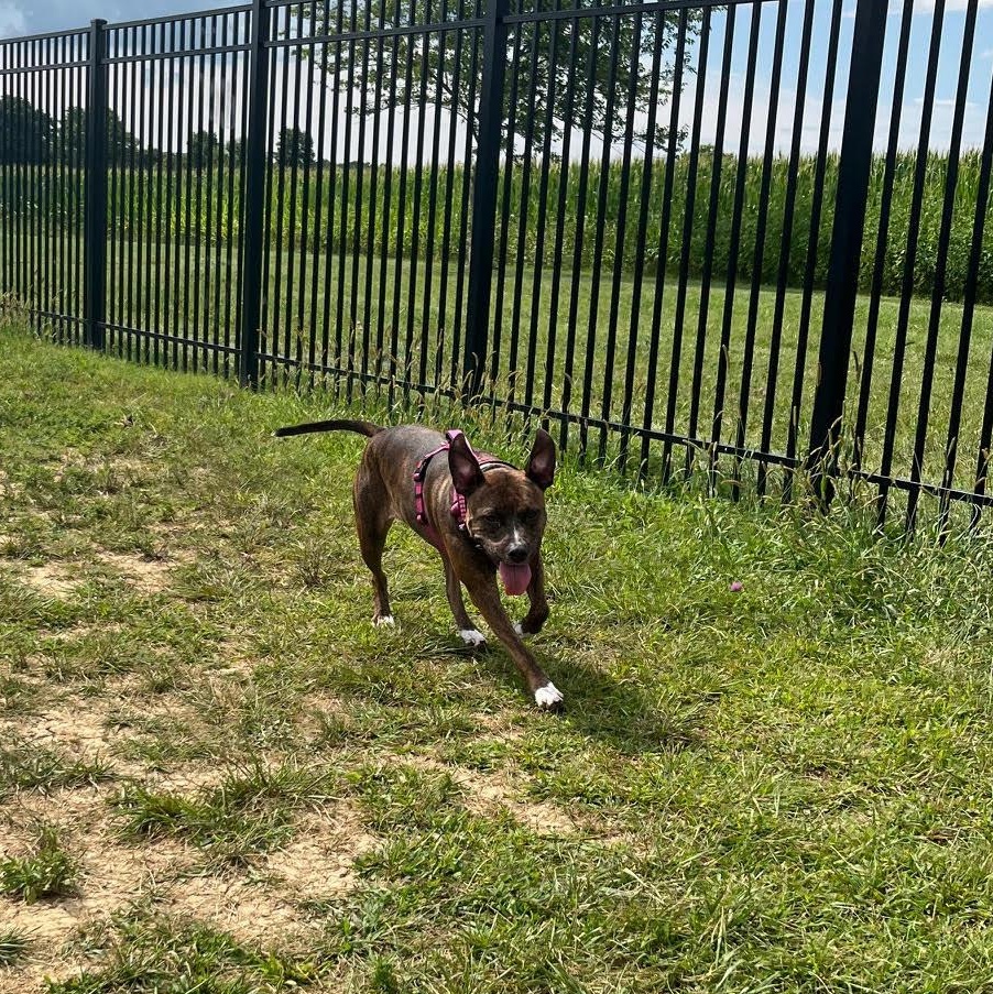 Enlarge Athena, a Adoptable mixed breed in West Jefferson, OH image 5/5