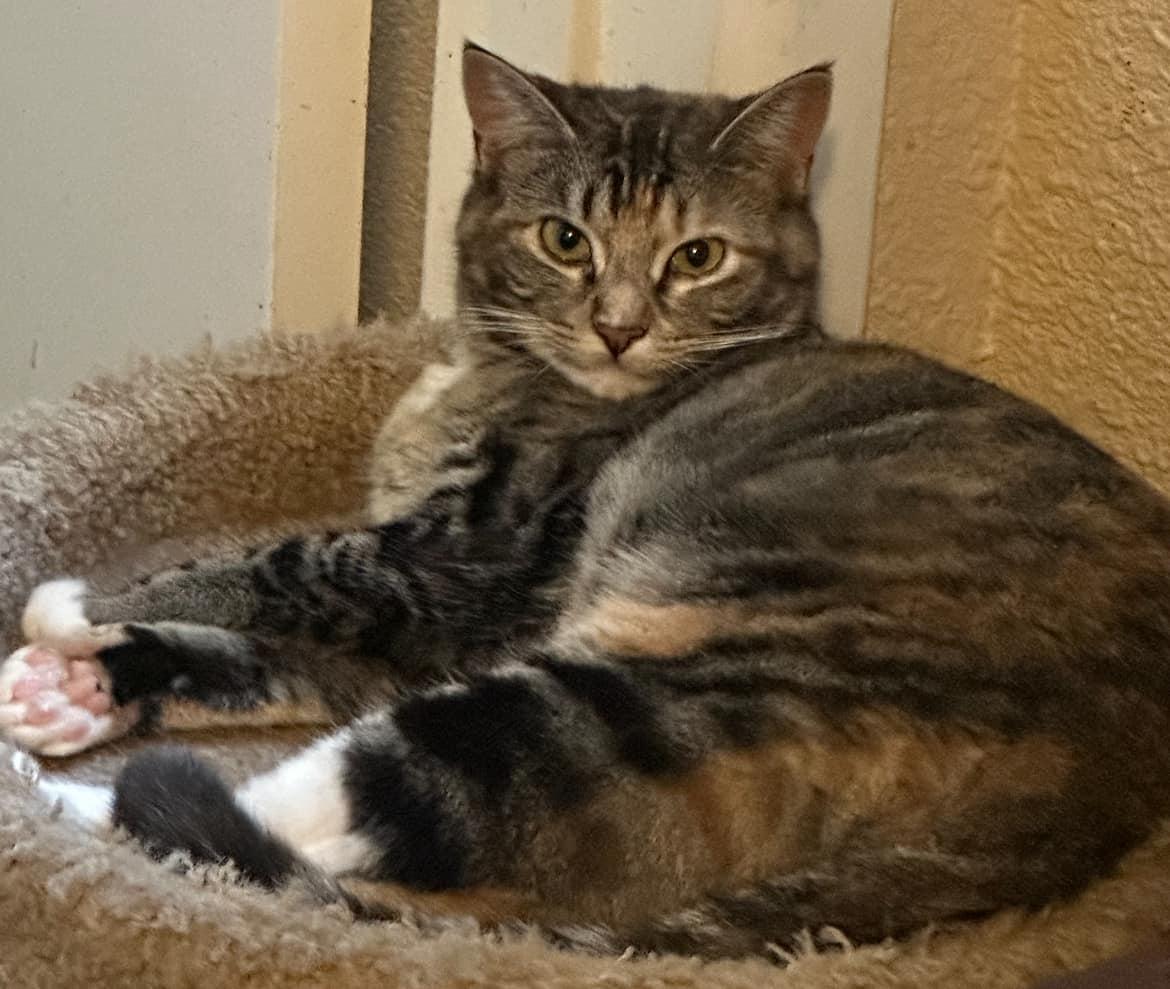 Enlarge Elora, an adoptable Domestic Short Hair in Midland, TX image 1/1