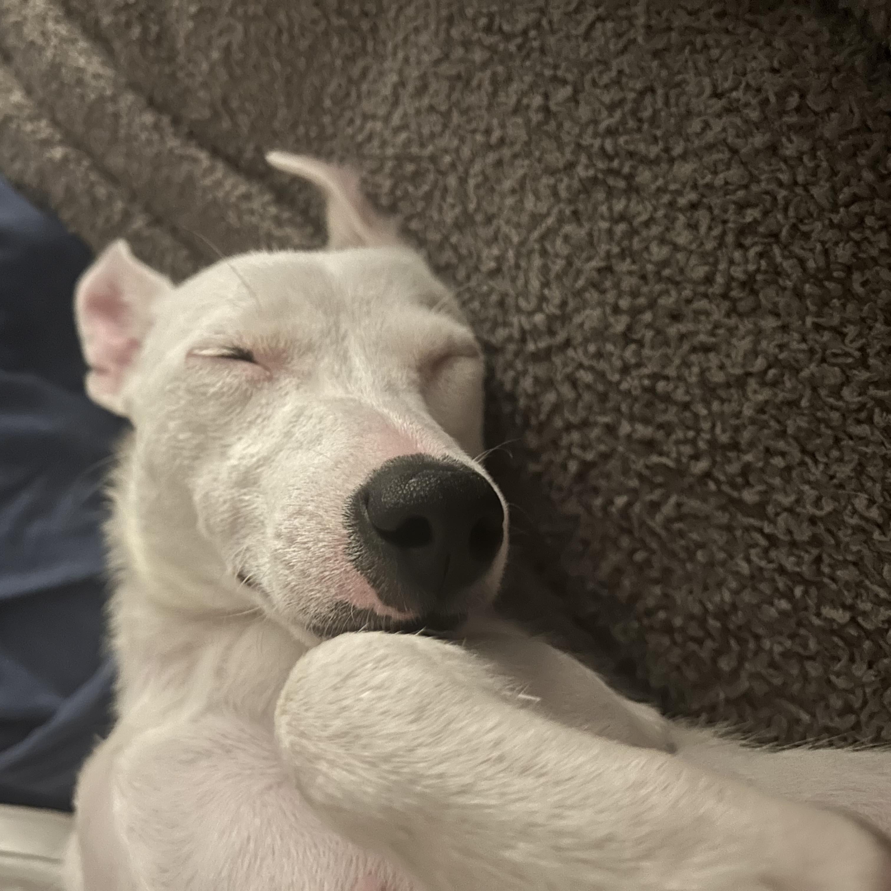 Maisy, an adopted Jack Russell Terrier in Palm Bay, FL image 4/4
