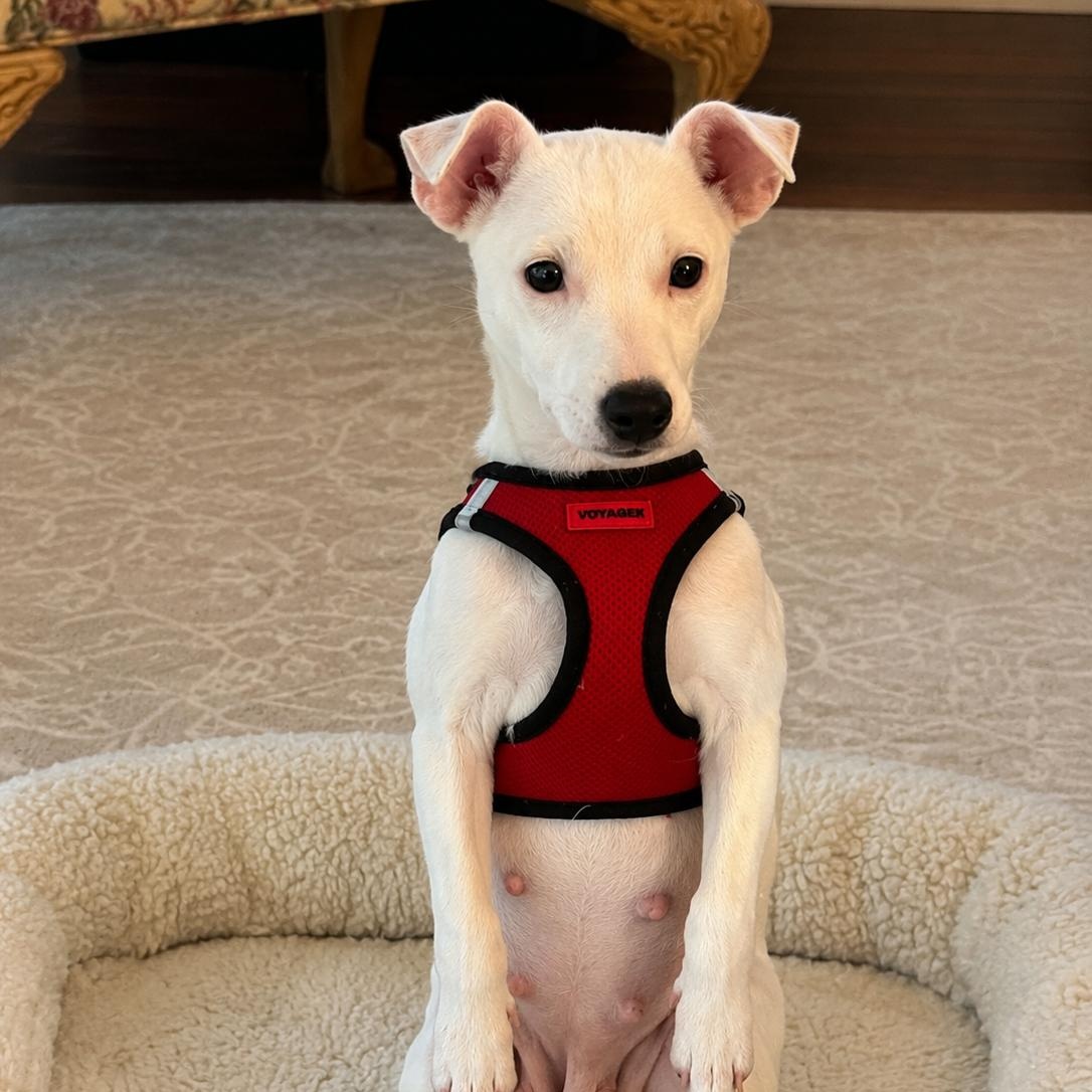 Maisy, adopted, Young Female Jack Russell Terrier.