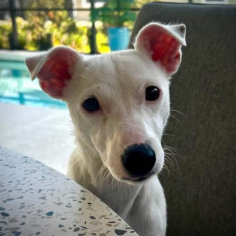 Maisy, an adopted Jack Russell Terrier in Palm Bay, FL image 2/4