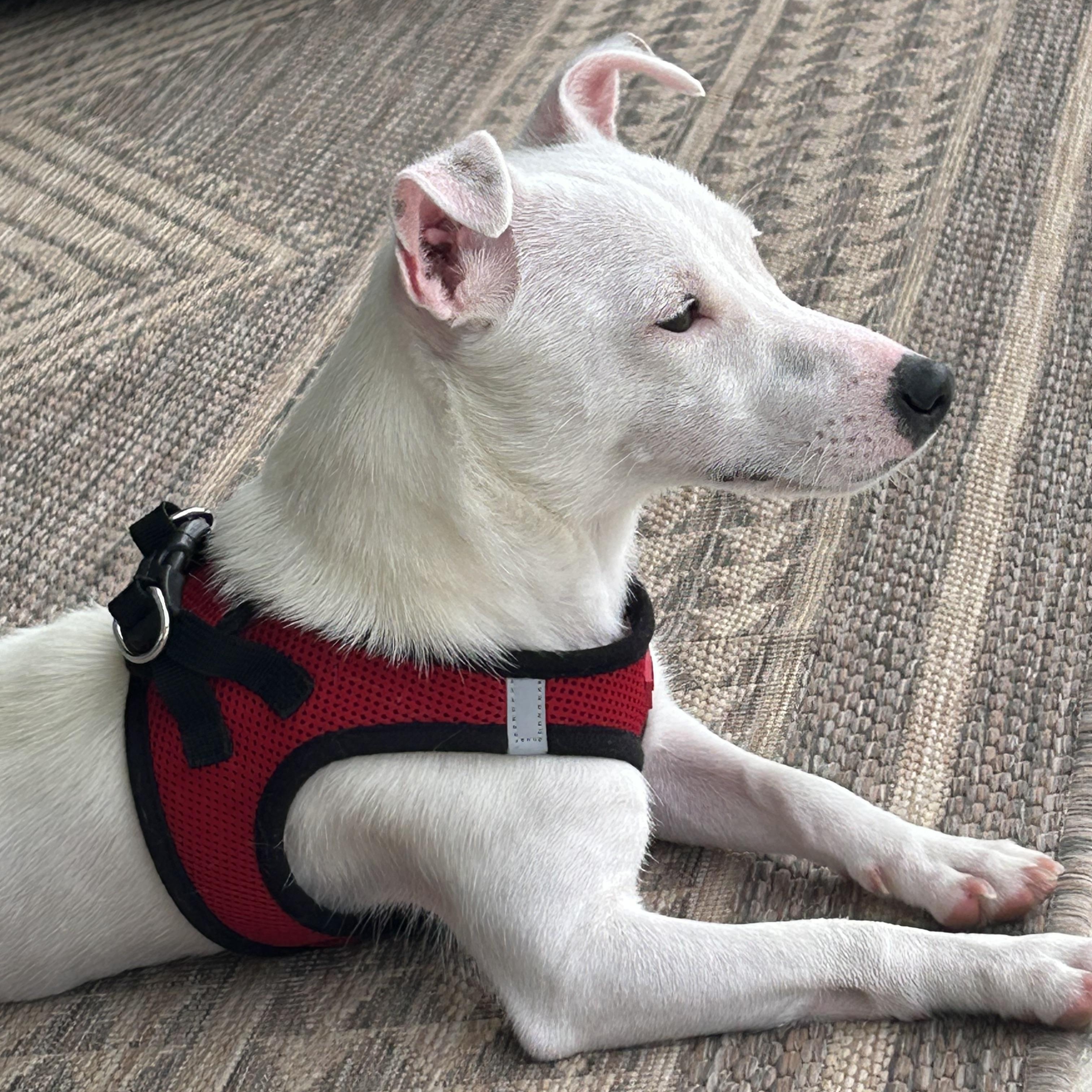 Maisy, an adopted Jack Russell Terrier in Palm Bay, FL image 3/4