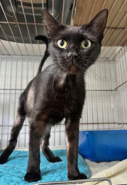 Enlarge Beth, a Adoptable Domestic Short Hair in Marathon , FL image 1/1