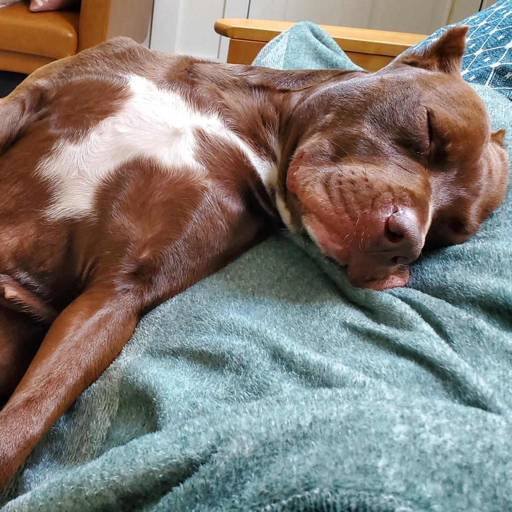 Enlarge Rigatoni, a Adoptable Pit Bull Terrier in Tulsa, OK image 2/6