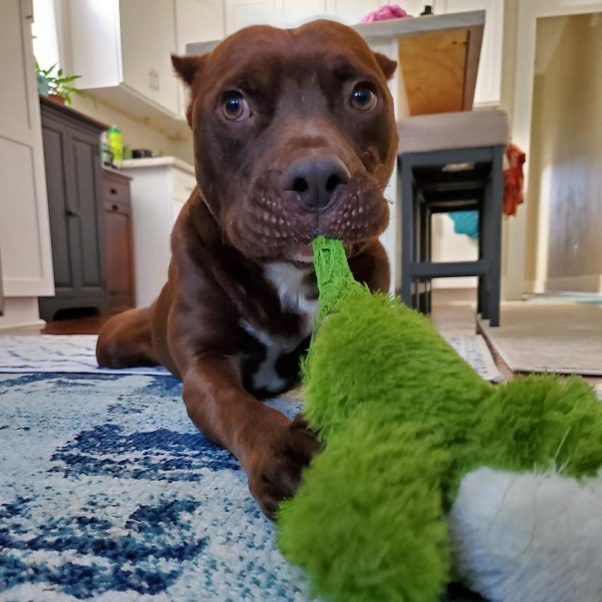 Enlarge Rigatoni, a Adoptable Pit Bull Terrier in Tulsa, OK image 6/6