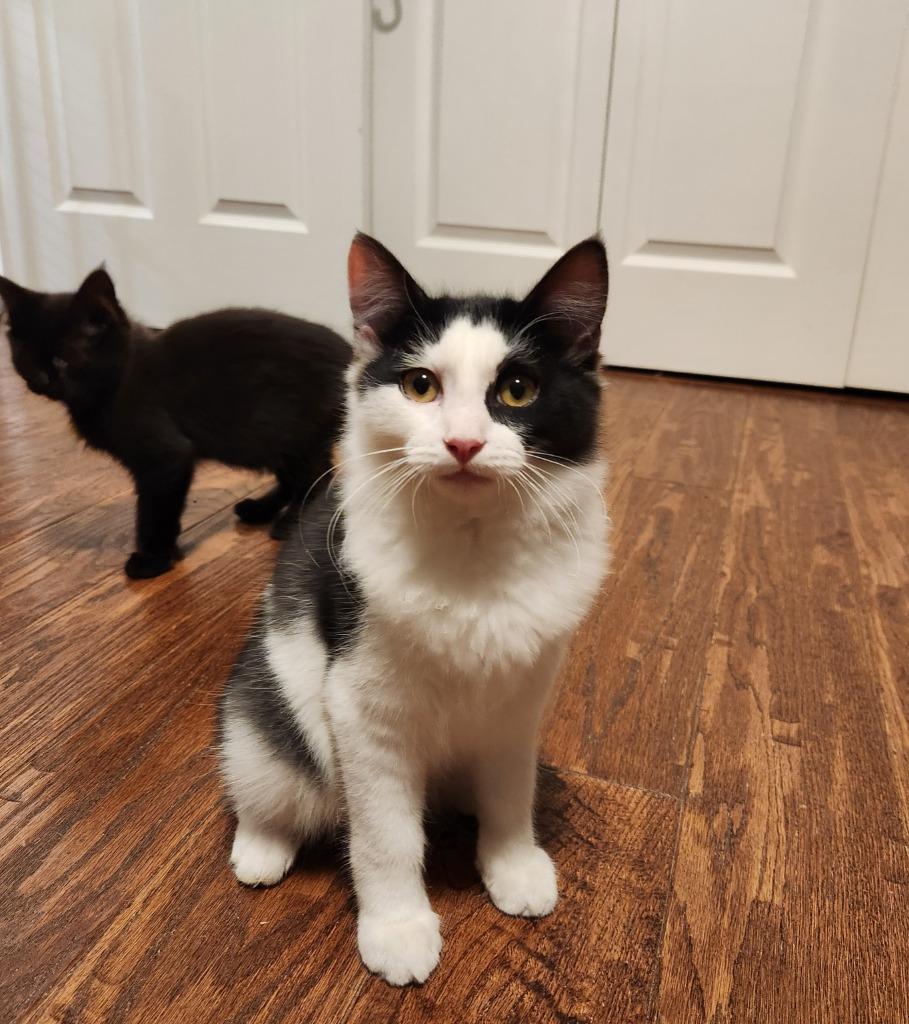 Enlarge Ettrick, a Adoptable mixed breed in Palmer, AK image 2/3