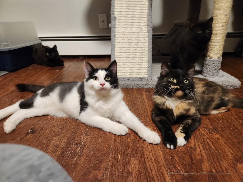 Enlarge Ettrick, a Adoptable mixed breed in Palmer, AK image 2/3