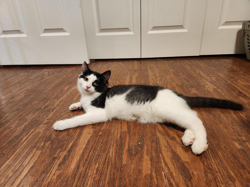 Enlarge Ettrick, a Adoptable mixed breed in Palmer, AK image 3/3