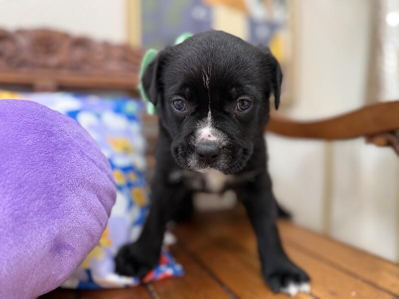 Ducky Love — thumbnail 4