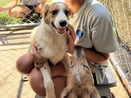 Yew, adopted, Young Male Mixed Breed.