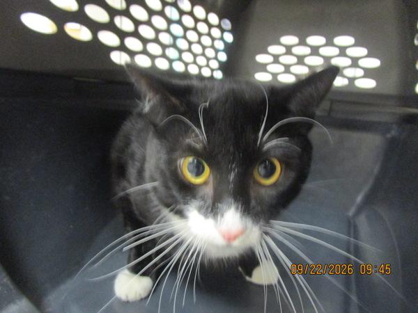 Birch(669), Adoptable, Young Male Domestic Short Hair.