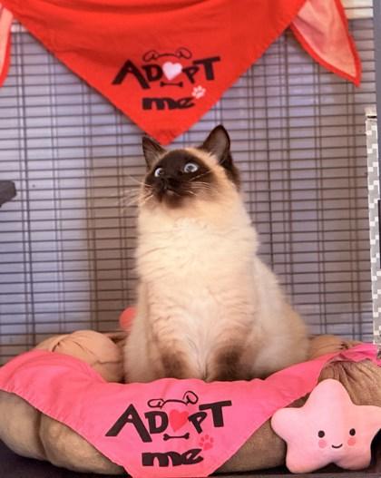 Indigo, an adopted mixed breed in Port Saint Joe, FL image 1/3