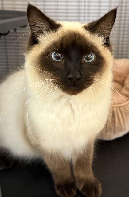 Indigo, an adopted mixed breed in Port Saint Joe, FL image 2/3