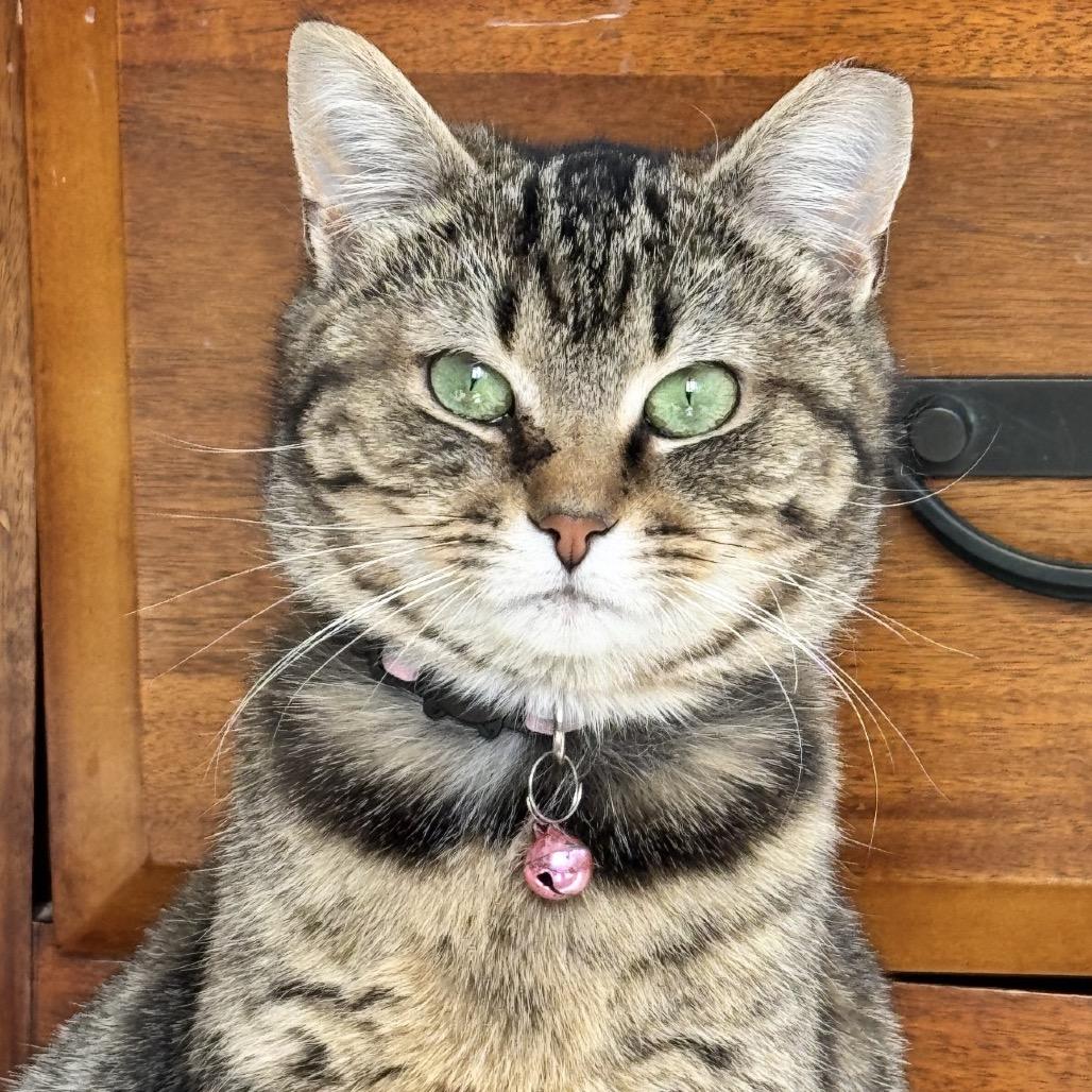 Enlarge Jackie O', a Adoptable Domestic Short Hair in Ashland, VA image 1/1