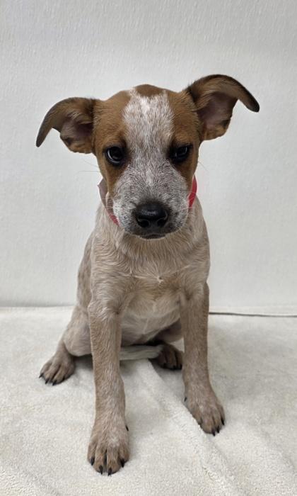 Cassidy, a Adoptable mixed breed in Phoenix, AZ image 1/2